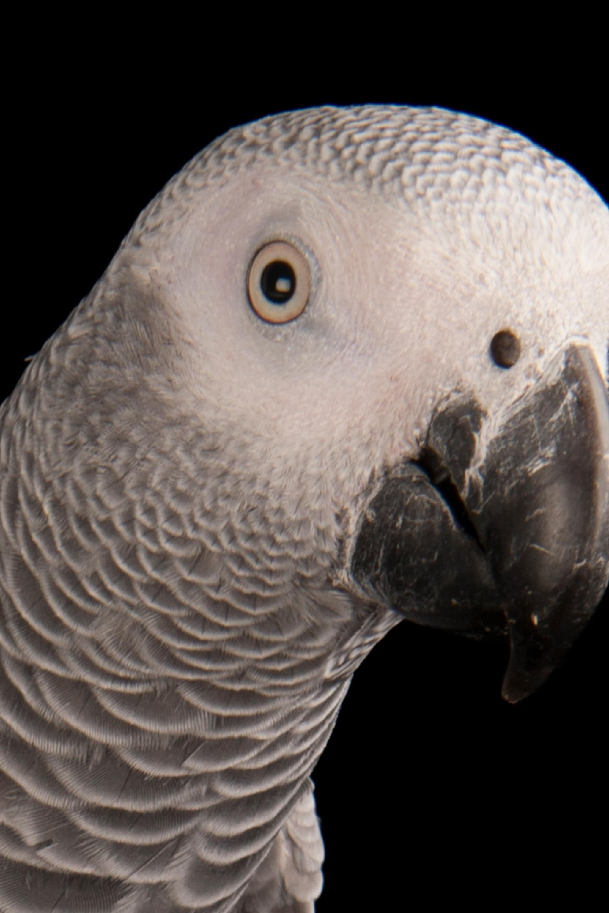 Grey Parrot Wallpapers Top Free Grey Parrot Backgrounds WallpaperAccess