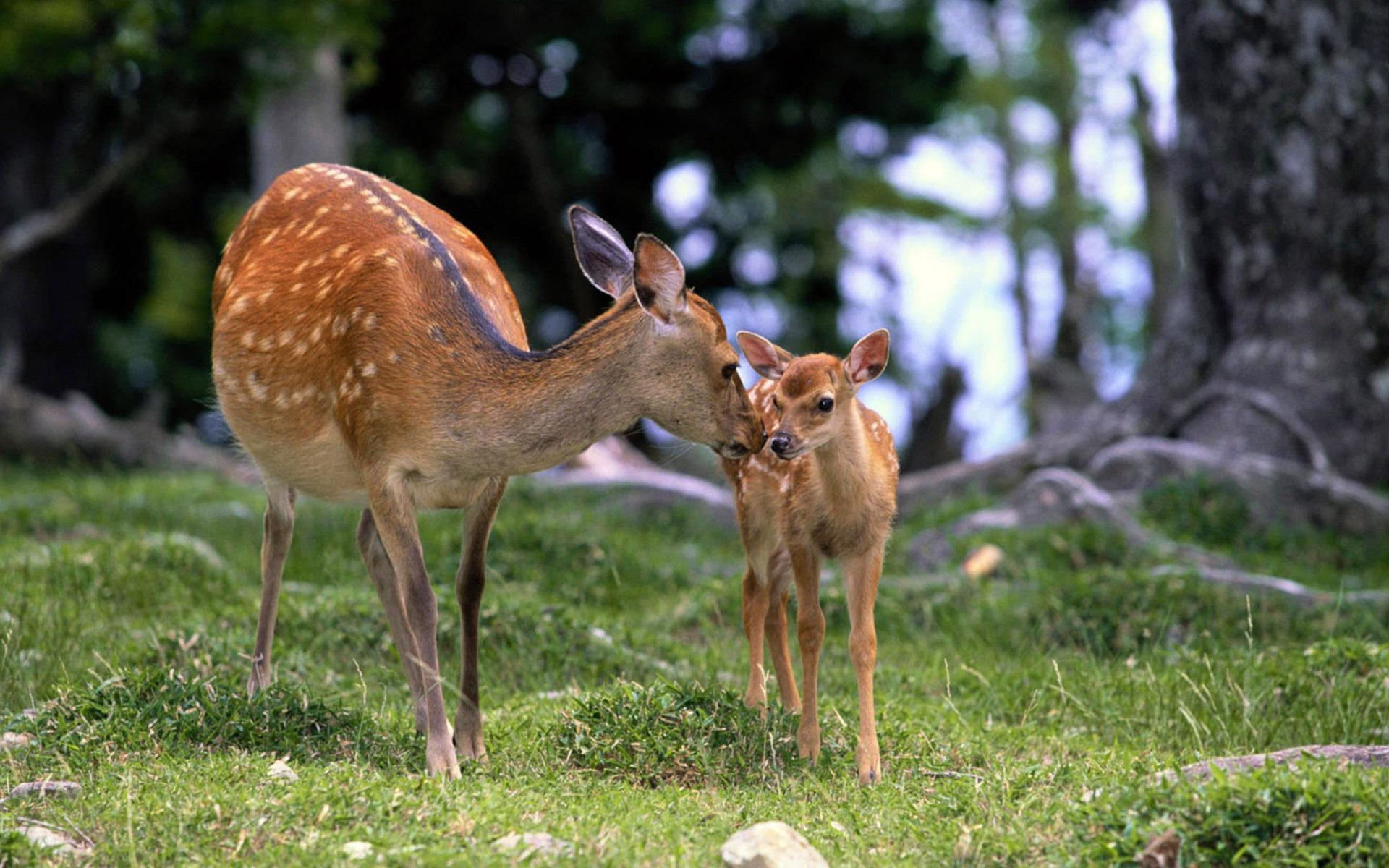 Cute Baby Deer Wallpapers Top Free Cute Baby Deer Backgrounds