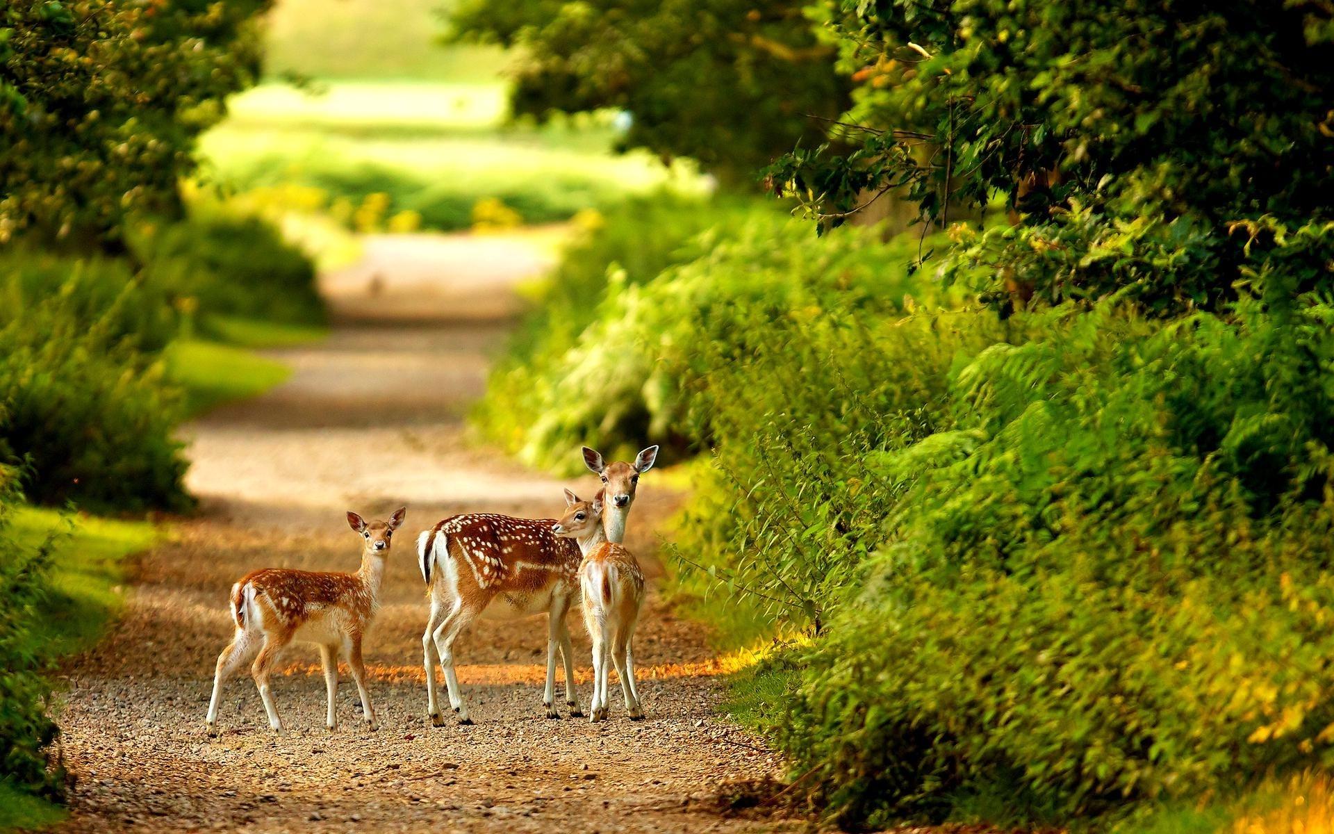 Cute Baby Deer Wallpapers Top Free Cute Baby Deer Backgrounds