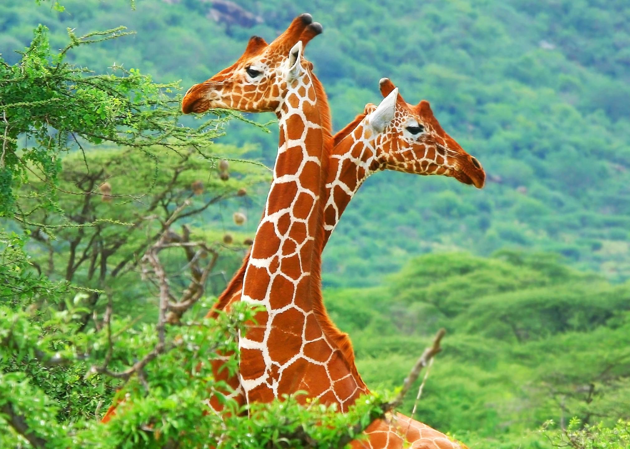 Giraffe Wallpapers Top Free Giraffe Backgrounds WallpaperAccess