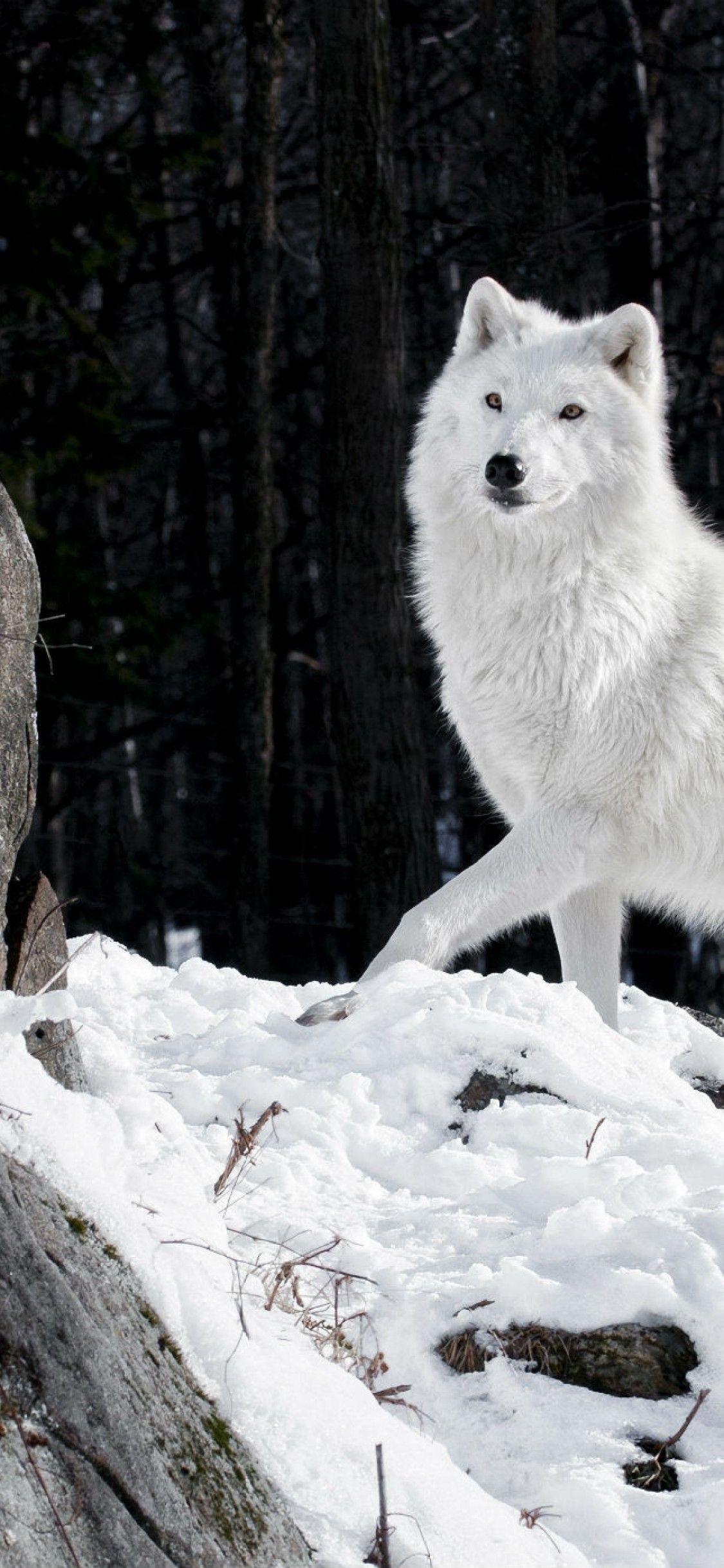 White Wolf iPhone Wallpapers Top Free White Wolf iPhone Backgrounds