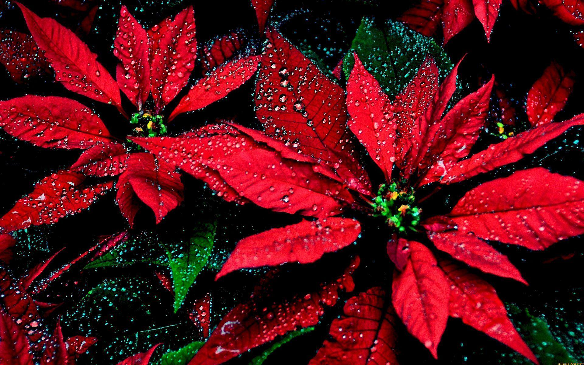 Christmas Poinsettia Wallpapers Top Free Christmas Poinsettia