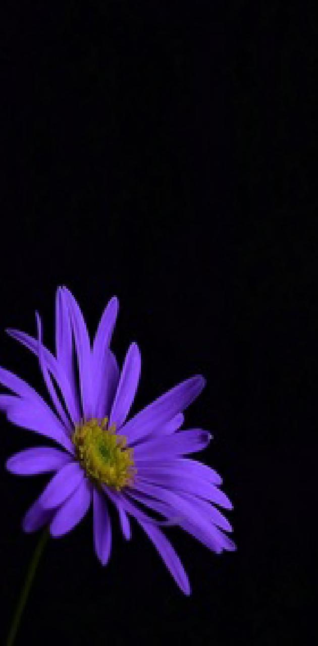 Daisy Purple Wallpapers Top Free Daisy Purple Backgrounds