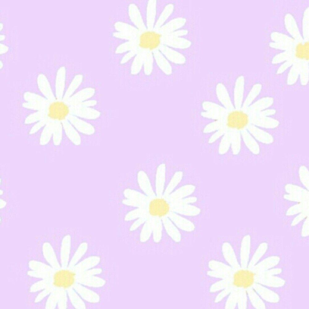 Daisy Purple Wallpapers Top Free Daisy Purple Backgrounds