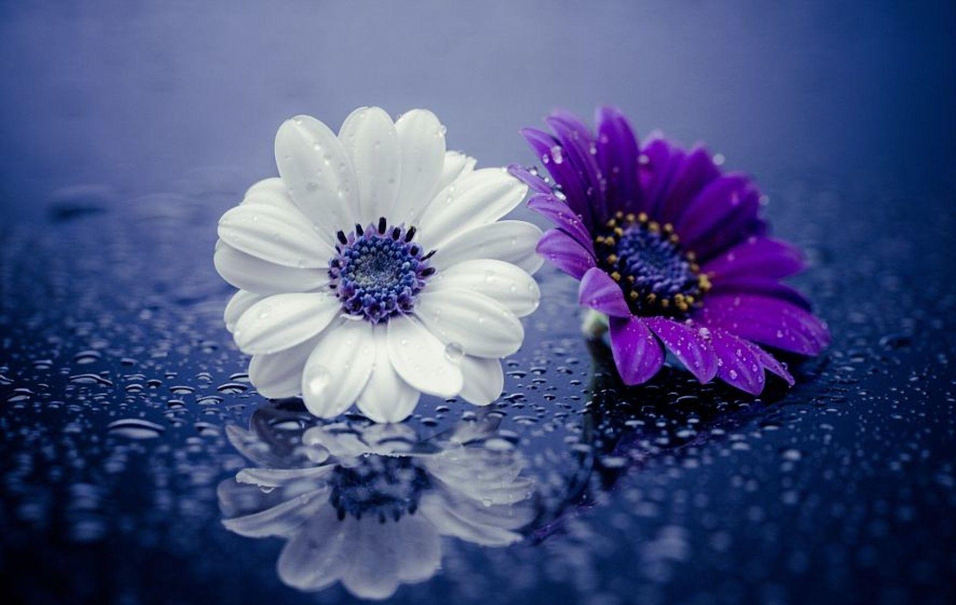 Daisy Purple Wallpapers Top Free Daisy Purple Backgrounds