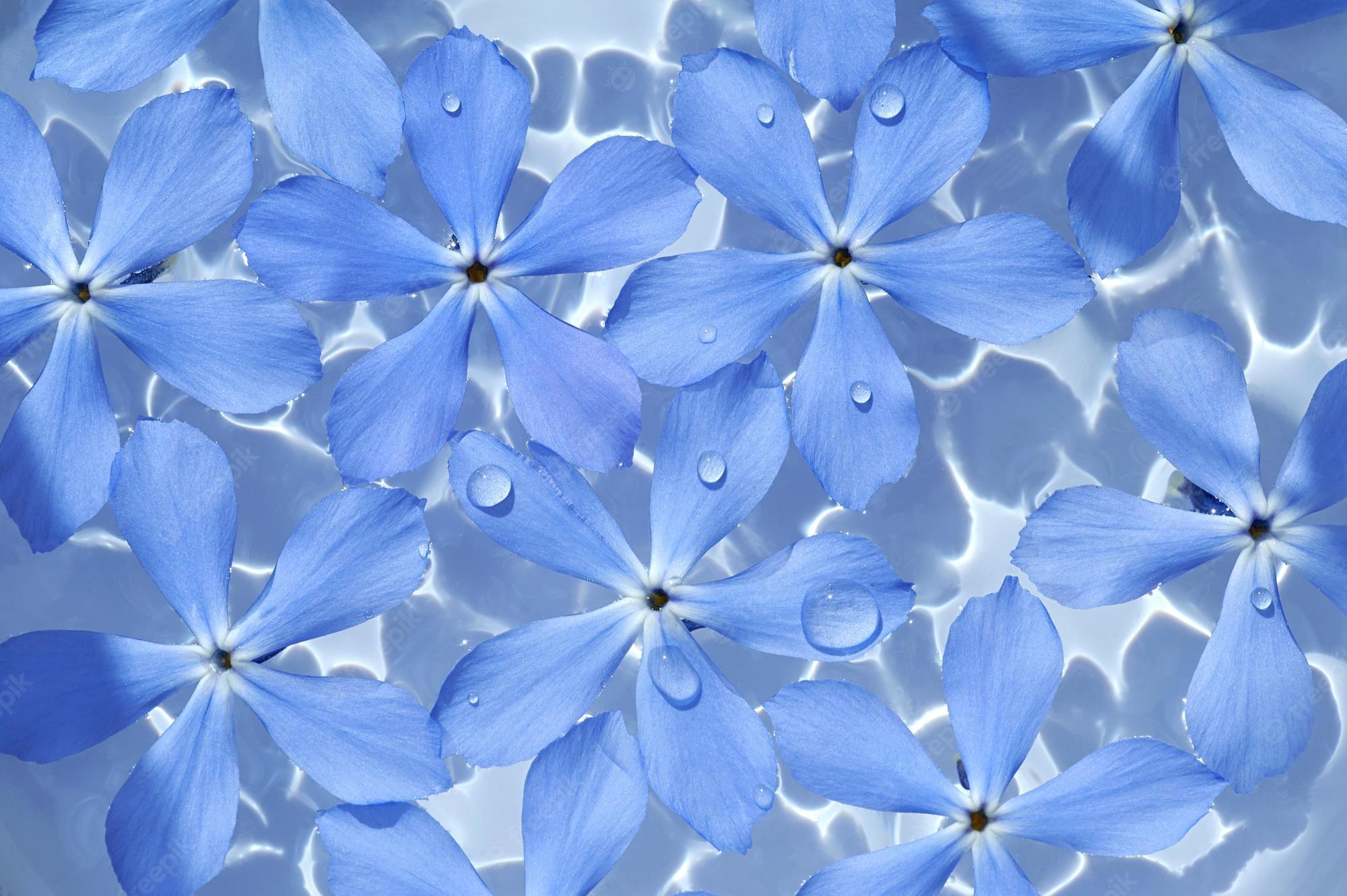 Water and Flower Wallpapers Top Free Water and Flower Backgrounds