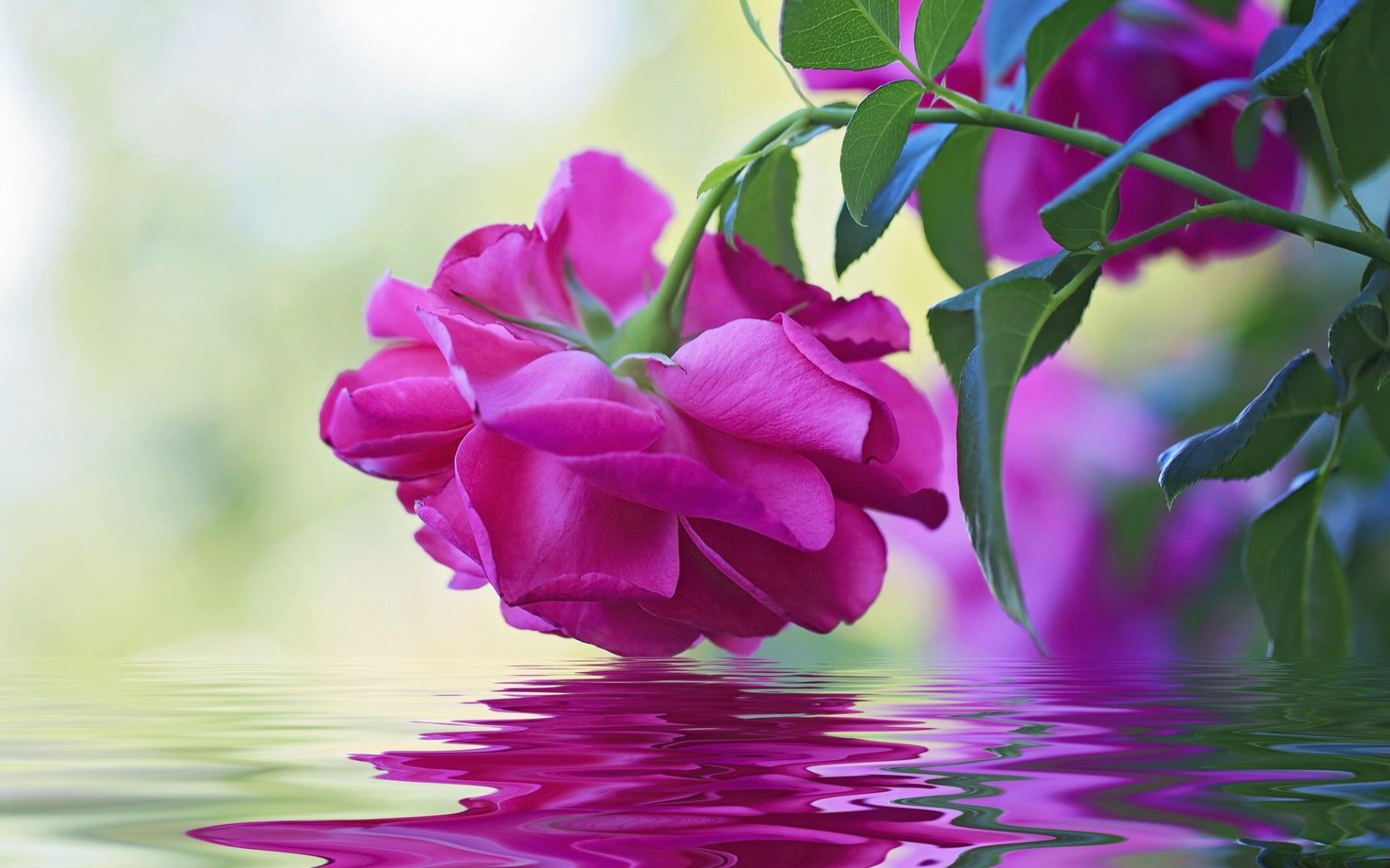 Water and Flower Wallpapers Top Free Water and Flower Backgrounds