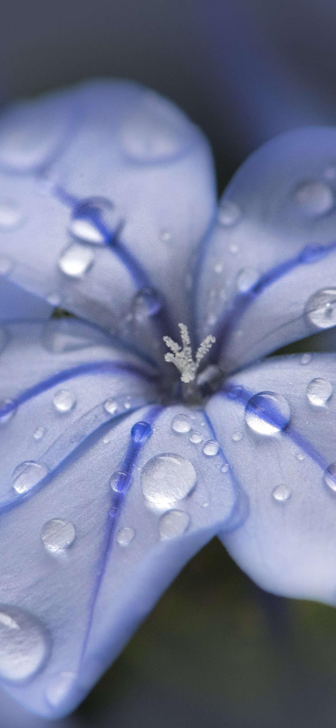 Water and Flower Wallpapers Top Free Water and Flower Backgrounds