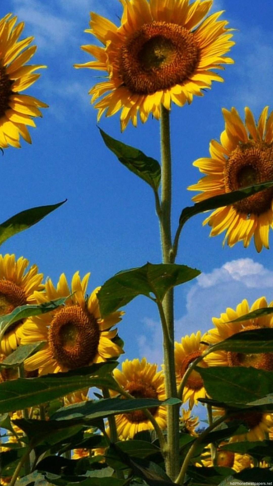 Summer Sunflower Wallpapers Top Free Summer Sunflower Backgrounds