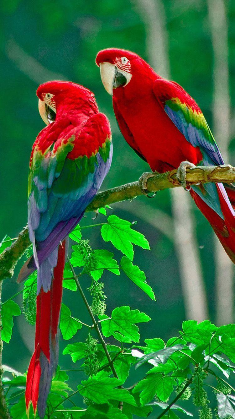 Bird iPhone Wallpapers Top Free Bird iPhone Backgrounds WallpaperAccess