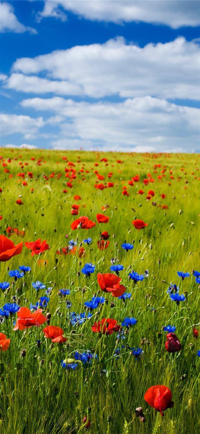 Flower and Sky Wallpapers Top Free Flower and Sky Backgrounds WallpaperAccess