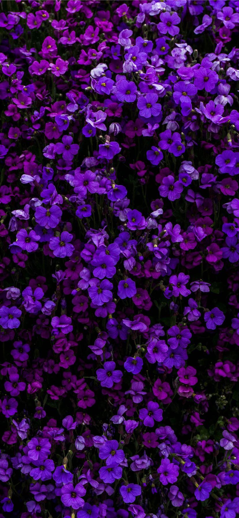 Purple iPhone 11 Wallpapers Top Free Purple iPhone 11 Backgrounds