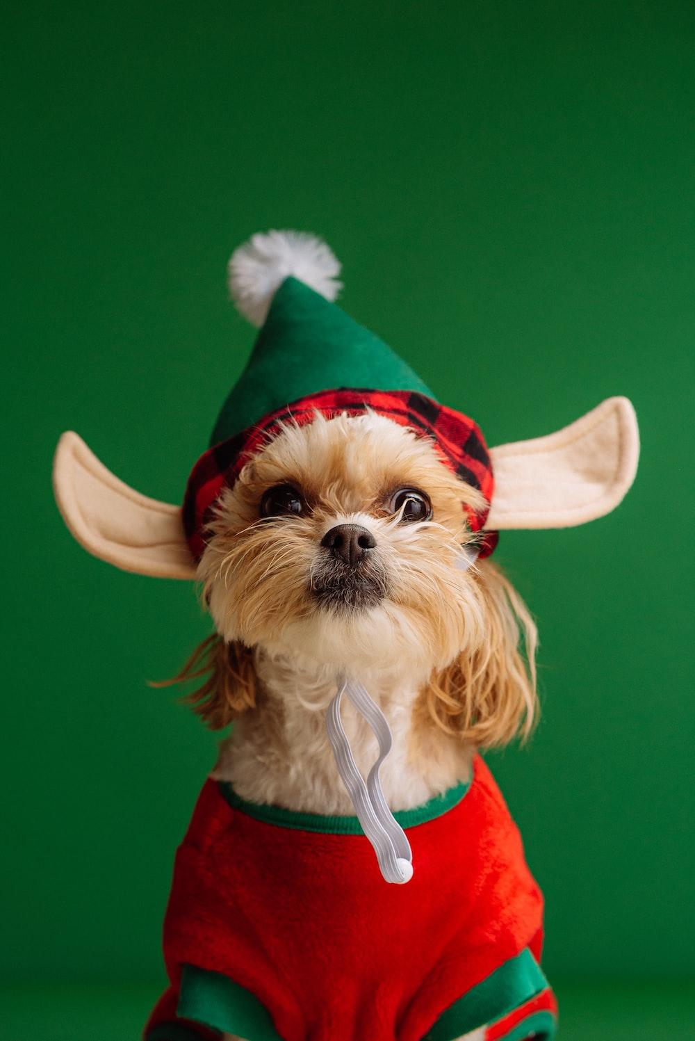 Funny Christmas Dog Wallpapers Top Free Funny Christmas Dog