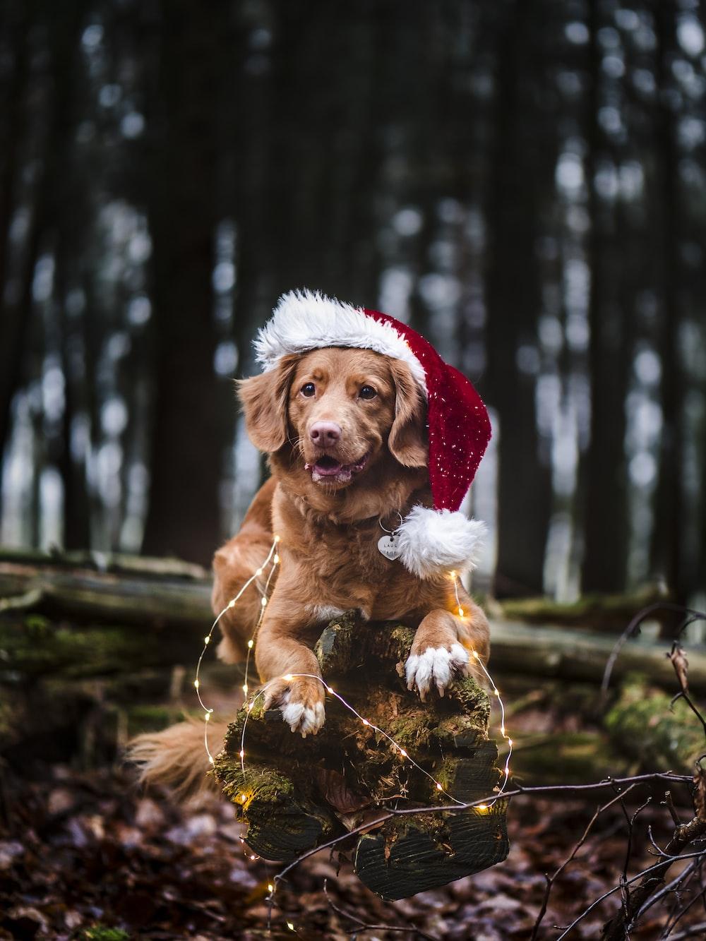 Funny Christmas Dog Wallpapers Top Free Funny Christmas Dog