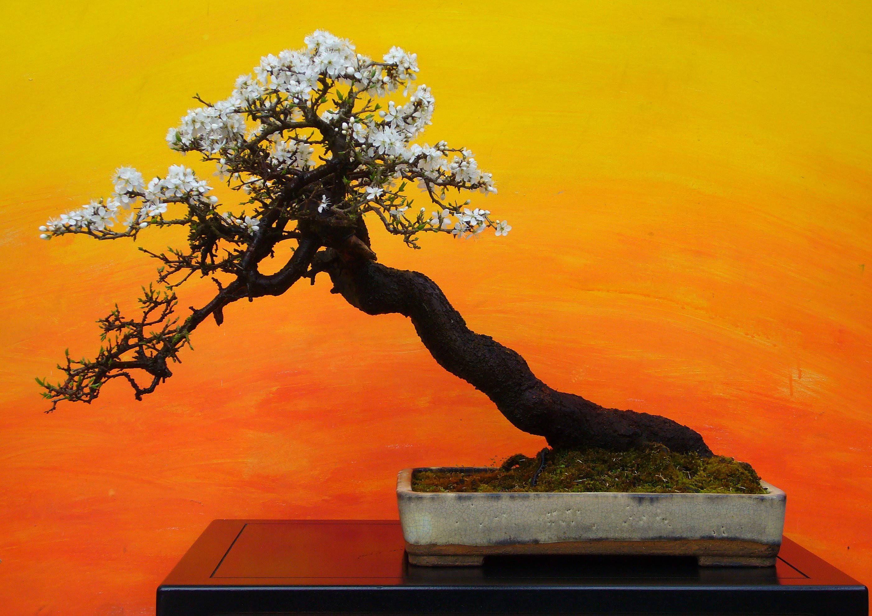 Zen Bonsai Wallpapers Top Free Zen Bonsai Backgrounds WallpaperAccess
