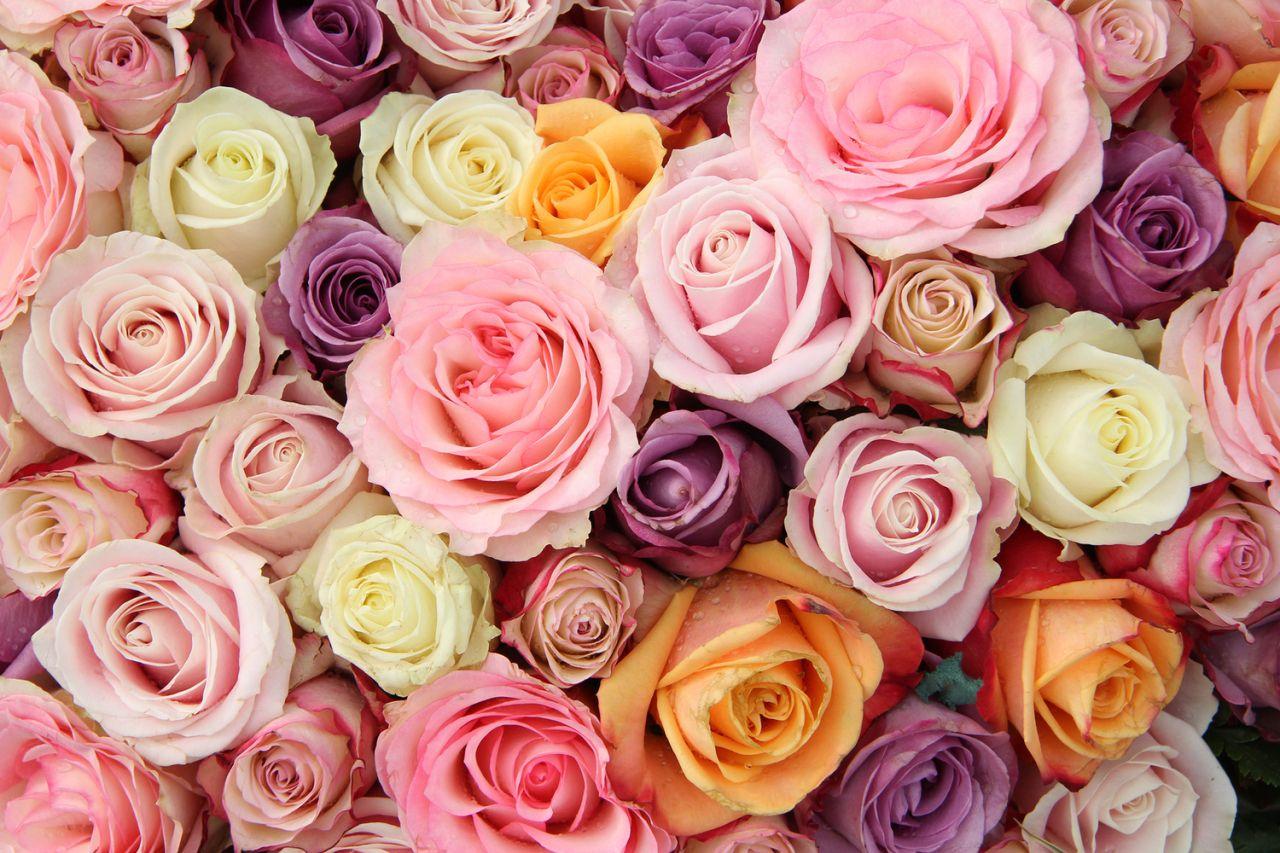 Pastel Roses Wallpapers Top Free Pastel Roses Backgrounds