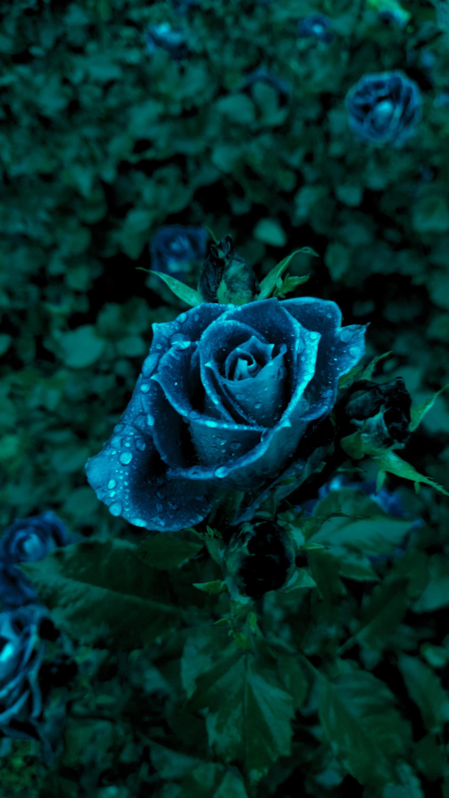 Dark Blue Flower Wallpapers Top Free Dark Blue Flower Backgrounds