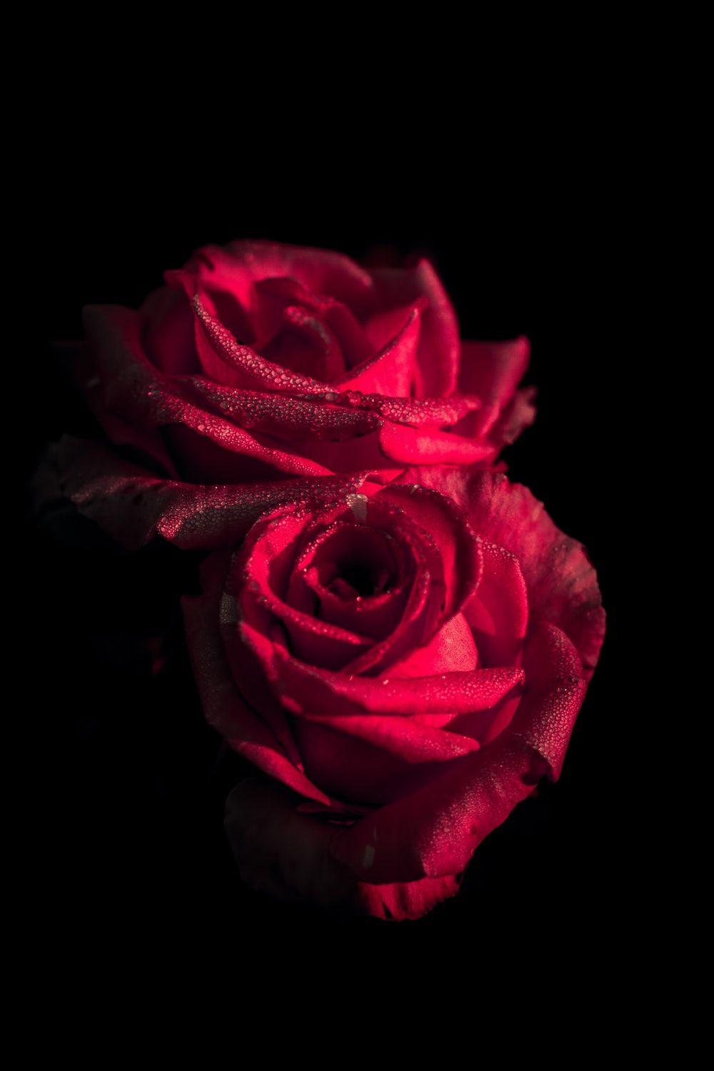 High Quality Red Rose With Black Background Hd Wallpaper