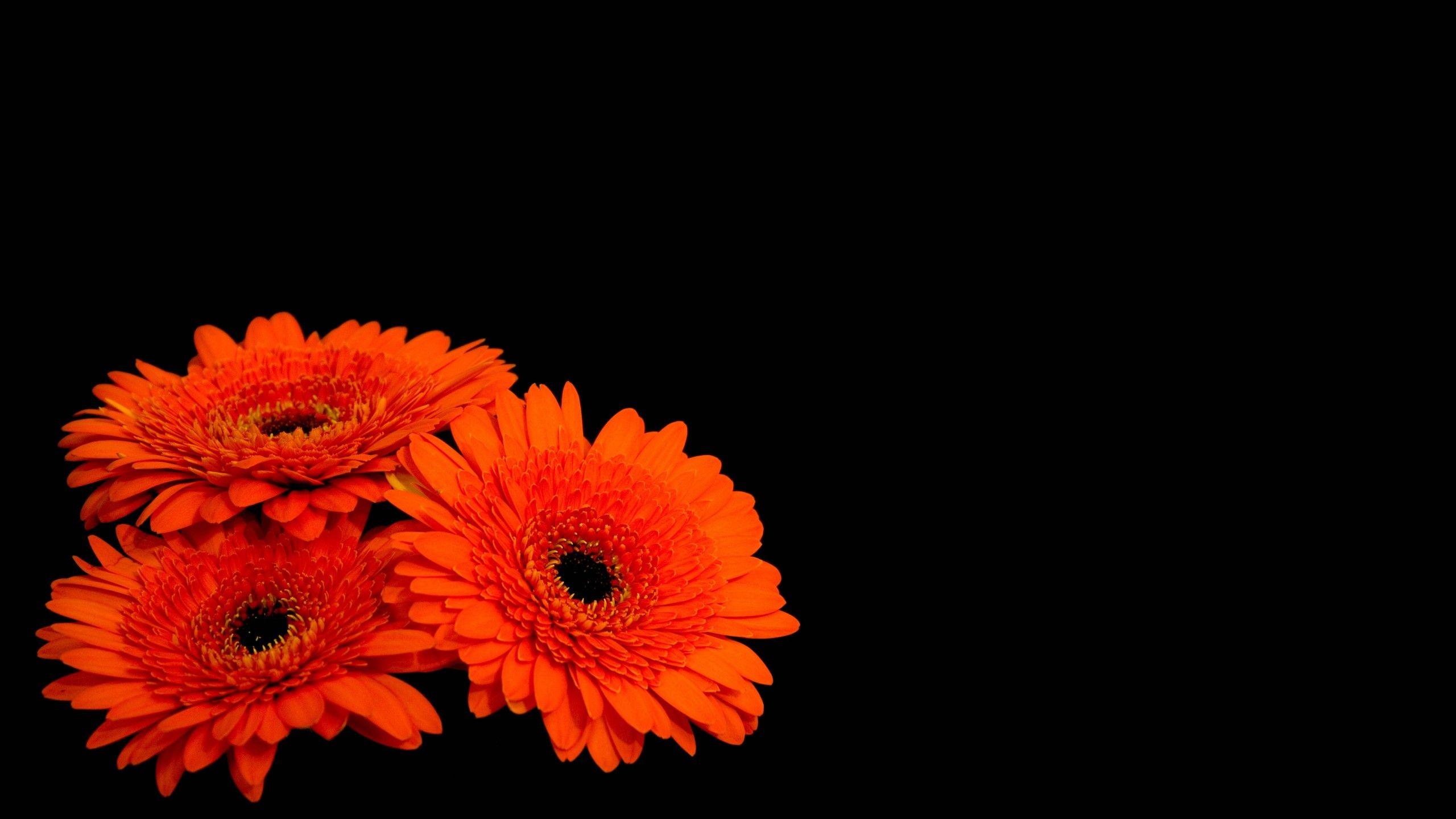 Dark Flowers Desktop Wallpapers Top Free Dark Flowers Desktop