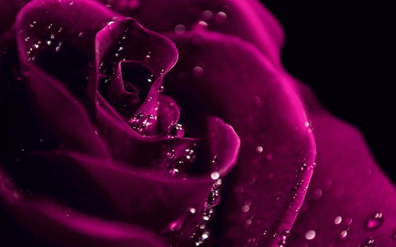 Dark Flowers Desktop Wallpapers Top Free Dark Flowers Desktop