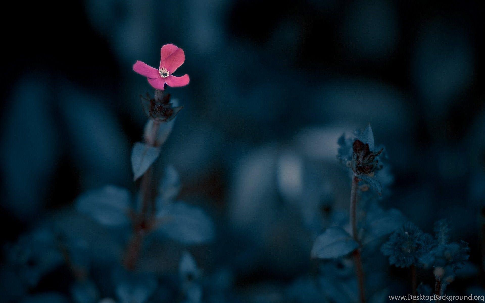 Dark Flowers Desktop Wallpapers Top Free Dark Flowers Desktop