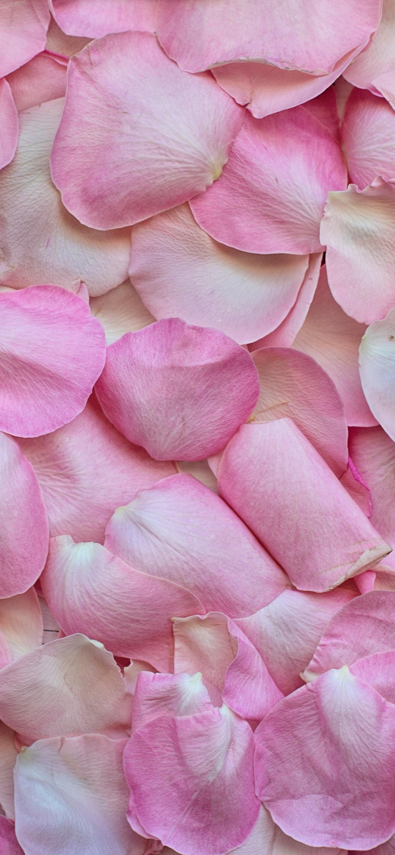 Pink Rose Petals Wallpapers Top Free Pink Rose Petals Backgrounds