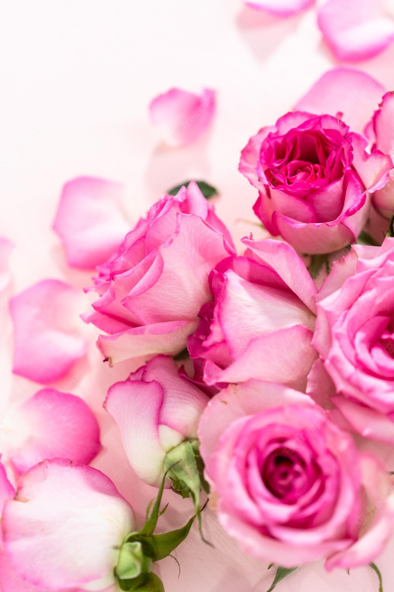 Pink Rose Petals Wallpapers Top Free Pink Rose Petals Backgrounds