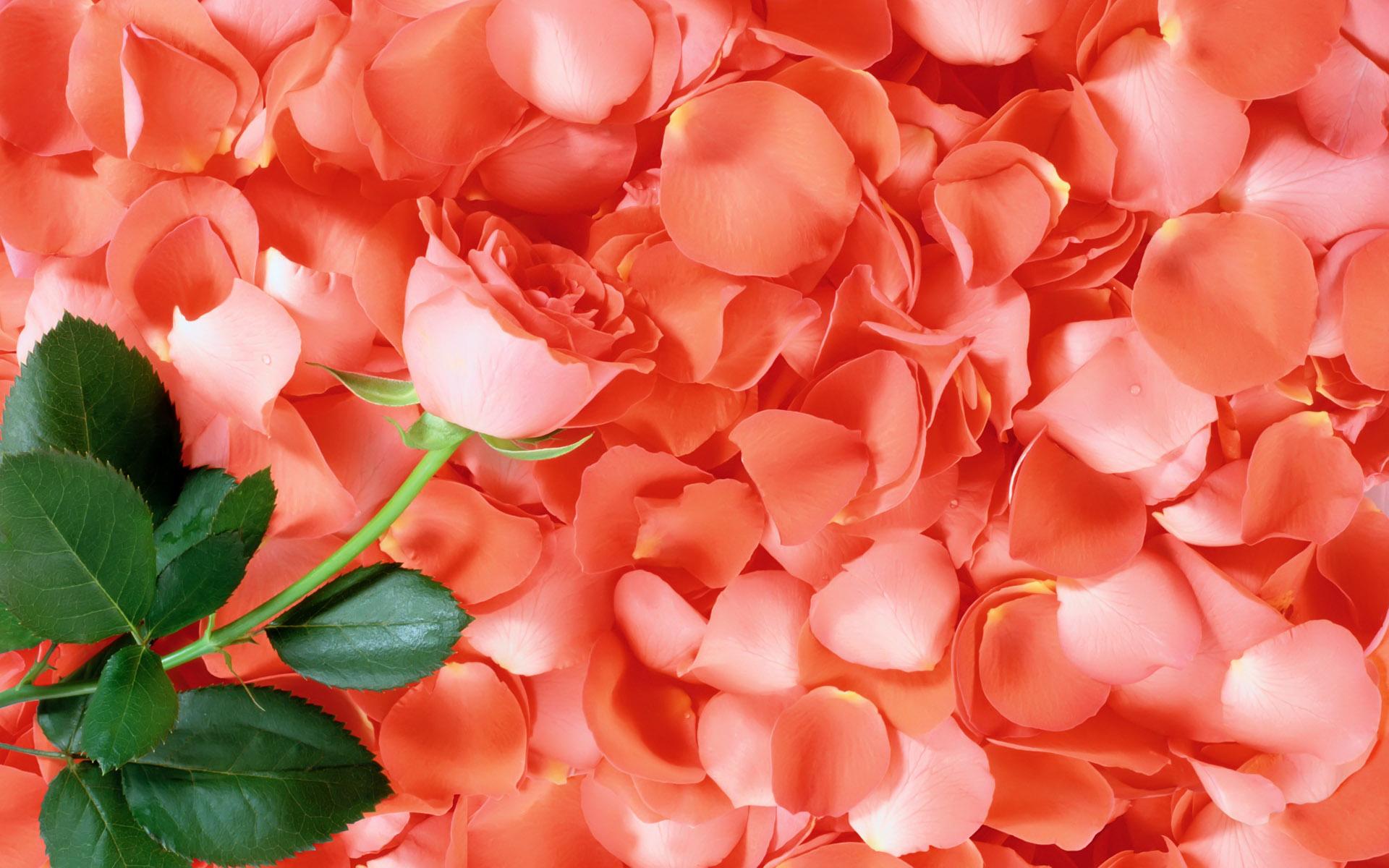Pink Rose Petals Wallpapers Top Free Pink Rose Petals Backgrounds