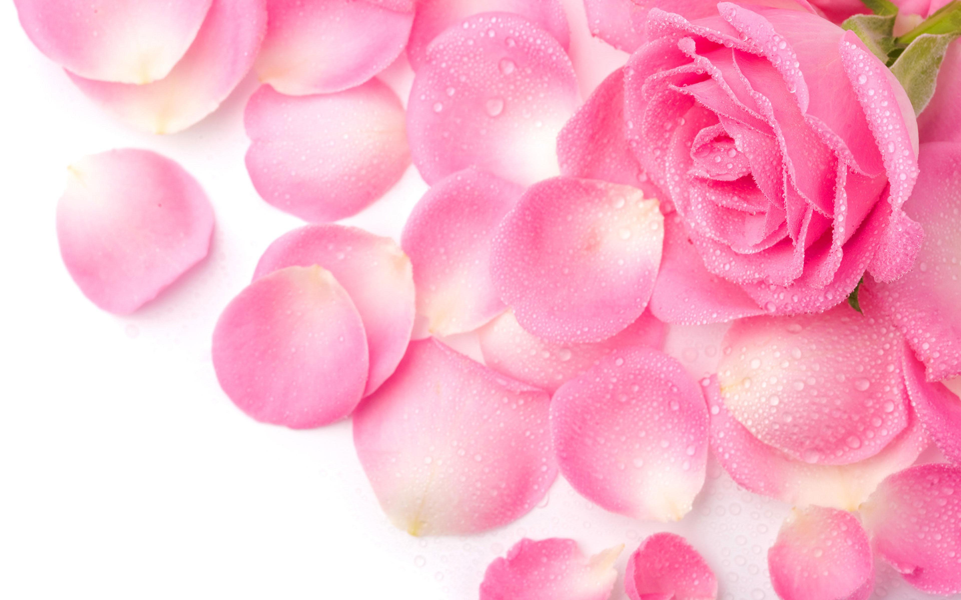 Pink Rose Petals Wallpapers Top Free Pink Rose Petals Backgrounds