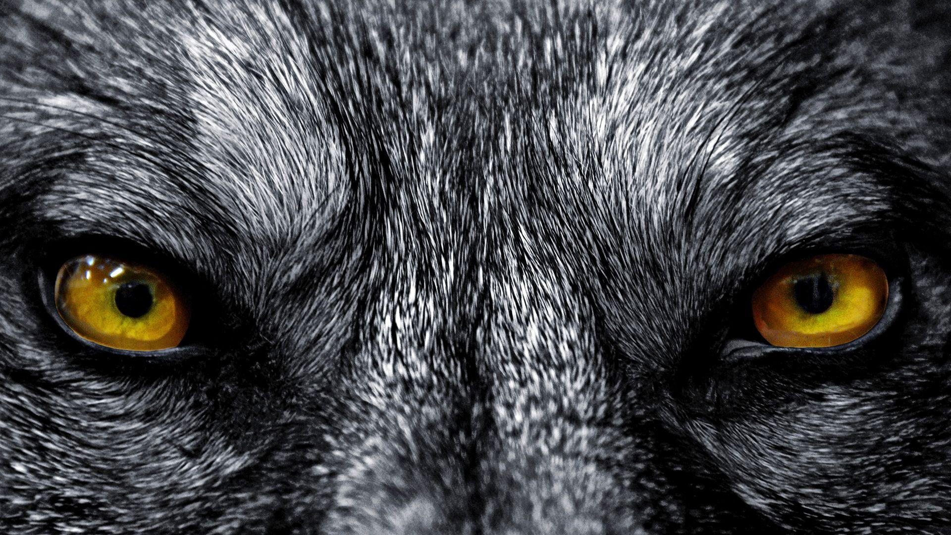 Cool Wolf Eye Wallpapers Top Free Cool Wolf Eye Backgrounds