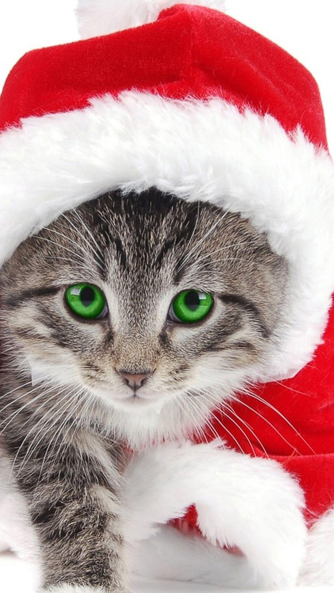 Galaxy Cat Desktop Wallpapers Top Free Galaxy Cat