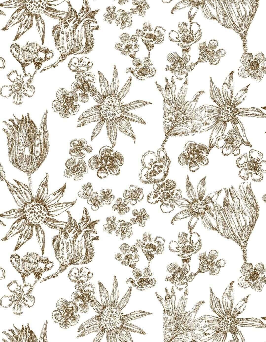 Australian Flowers Wallpapers Top Free Australian Flowers Backgrounds