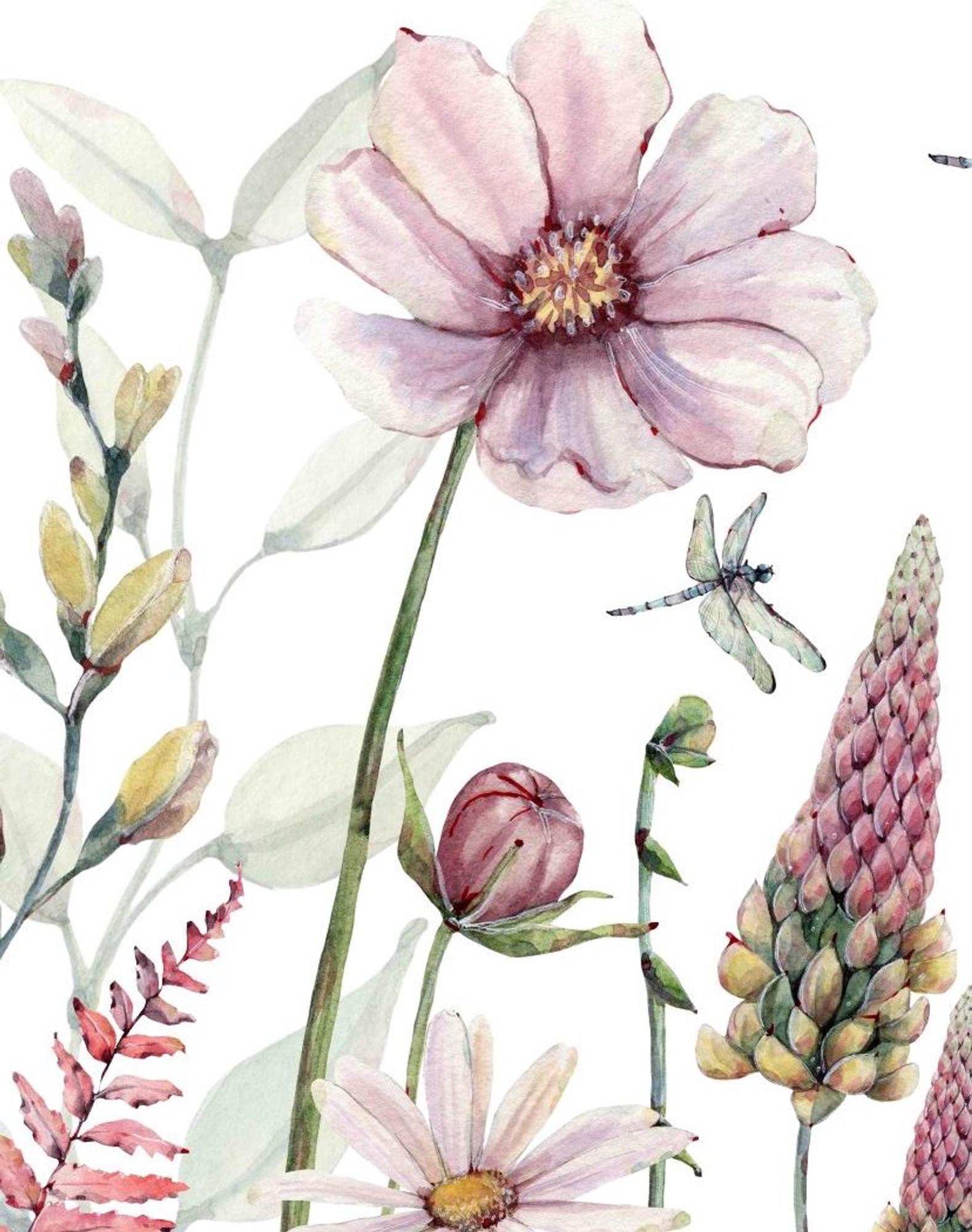 Australian Flowers Wallpapers Top Free Australian Flowers Backgrounds