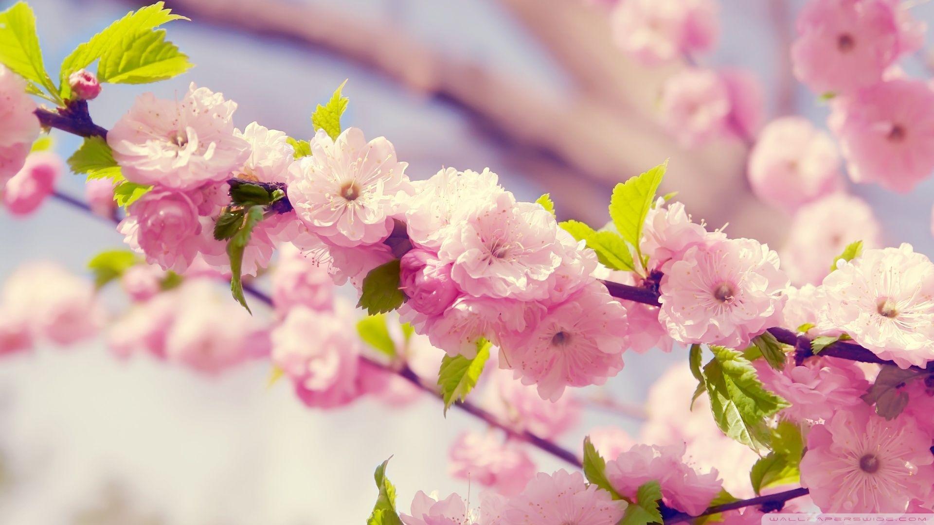 Japanese Flower Wallpapers Top Free Japanese Flower Backgrounds