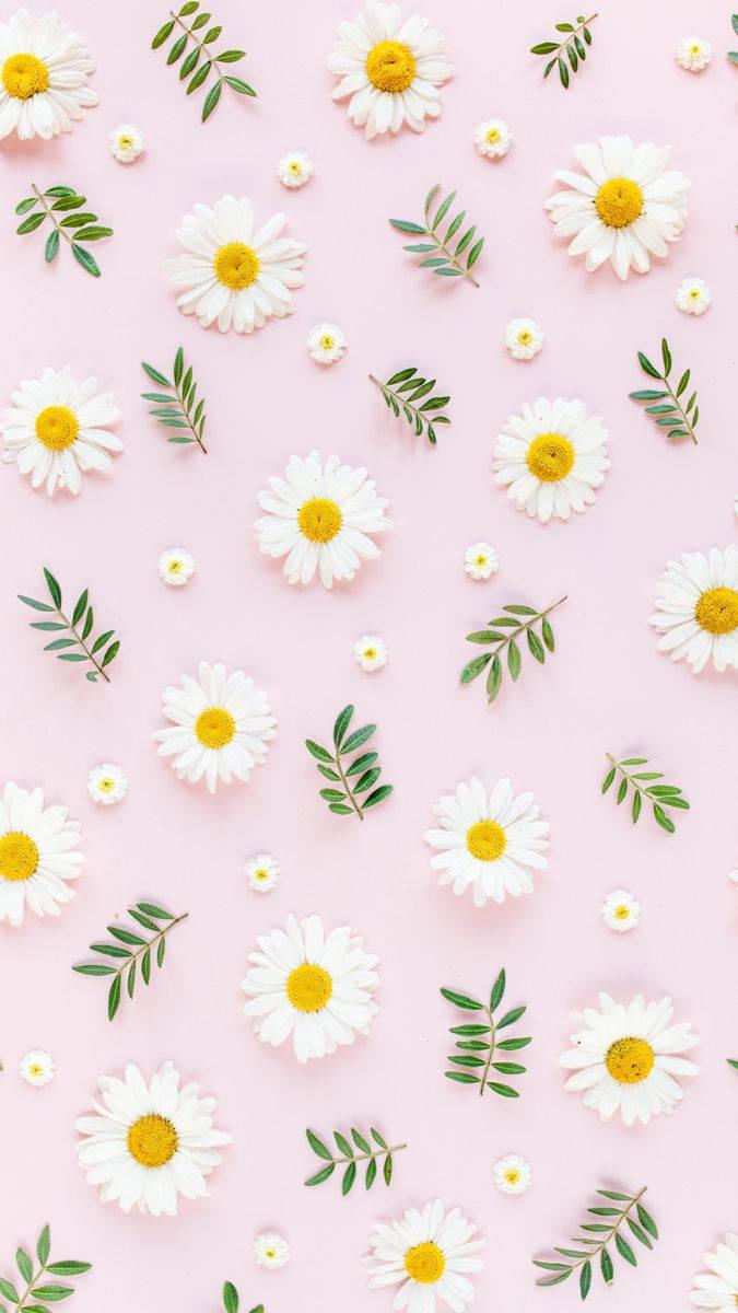 Daisies iPhone Wallpapers Top Free Daisies iPhone Backgrounds WallpaperAccess