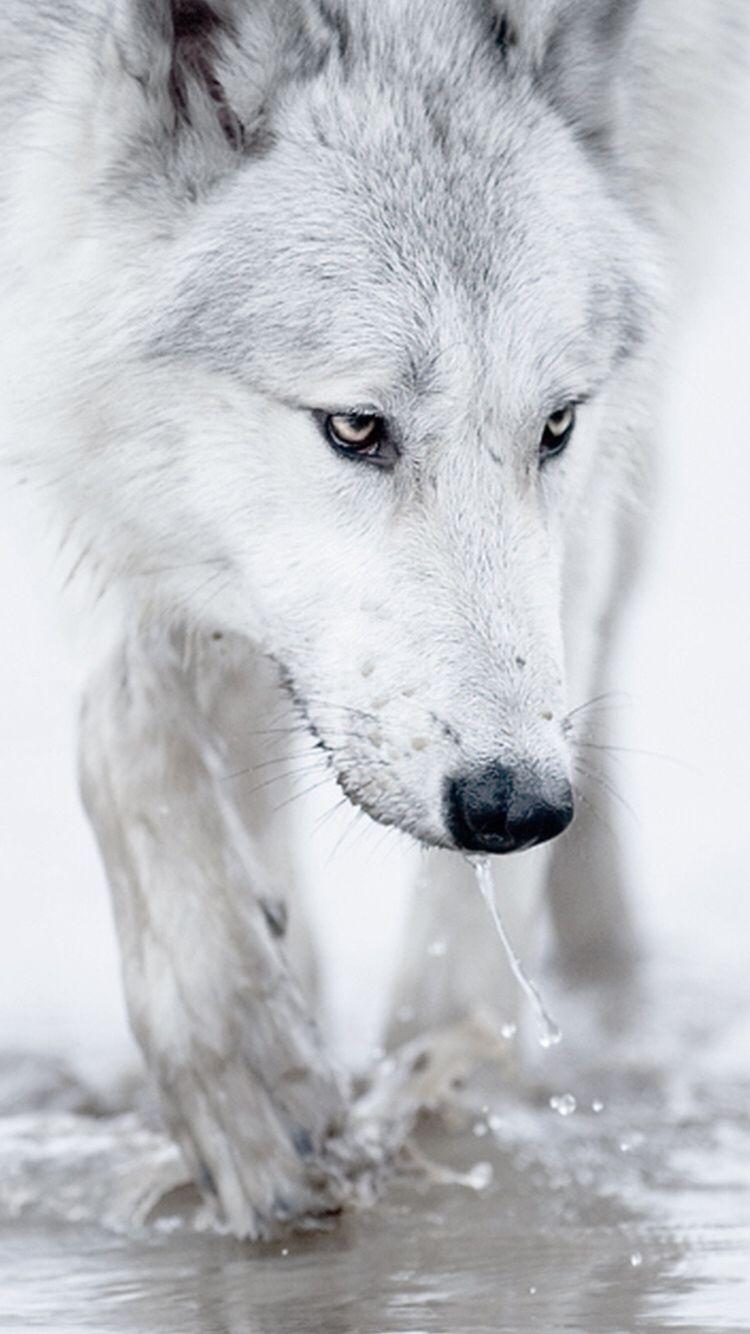 Mobile Wallpaper White Wolf