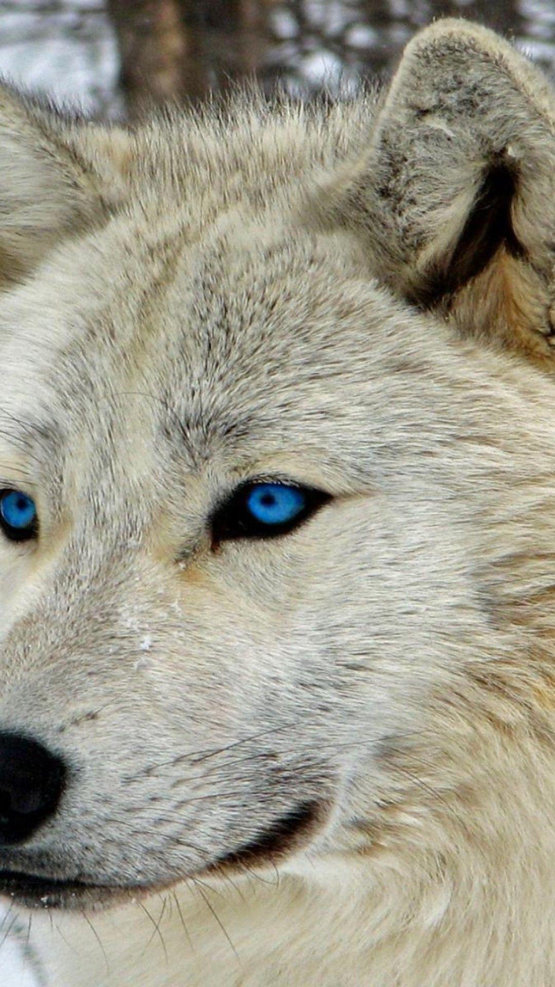 White Wolf iPhone Wallpapers Top Free White Wolf iPhone Backgrounds