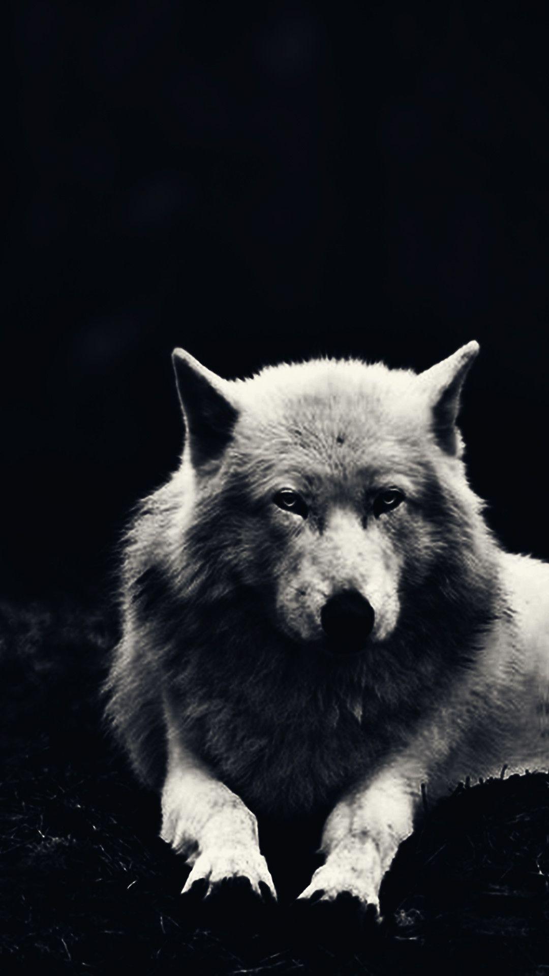 White Wolf iPhone Wallpapers Top Free White Wolf iPhone Backgrounds