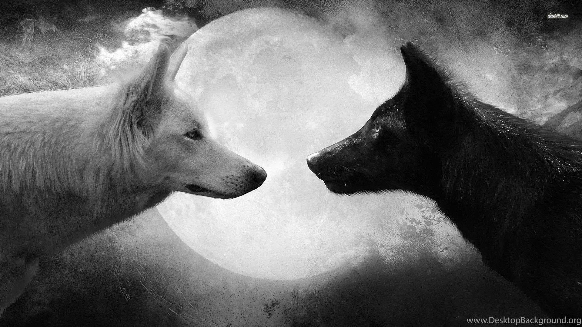 White Wolf iPhone Wallpapers Top Free White Wolf iPhone Backgrounds