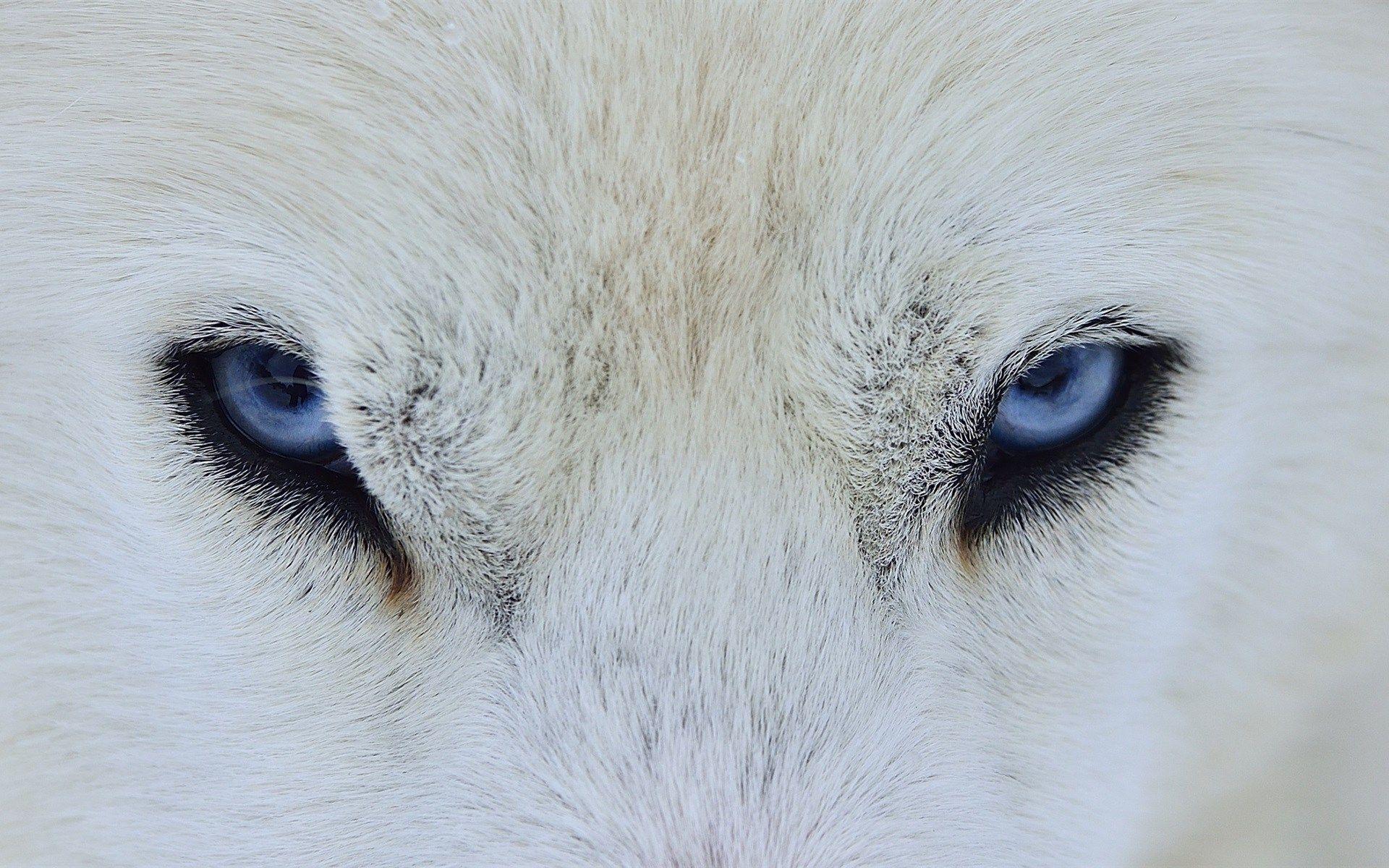 White Wolf iPhone Wallpapers Top Free White Wolf iPhone Backgrounds