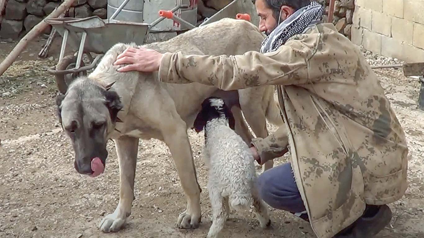 Kangal Wallpapers Top Free Kangal Backgrounds WallpaperAccess