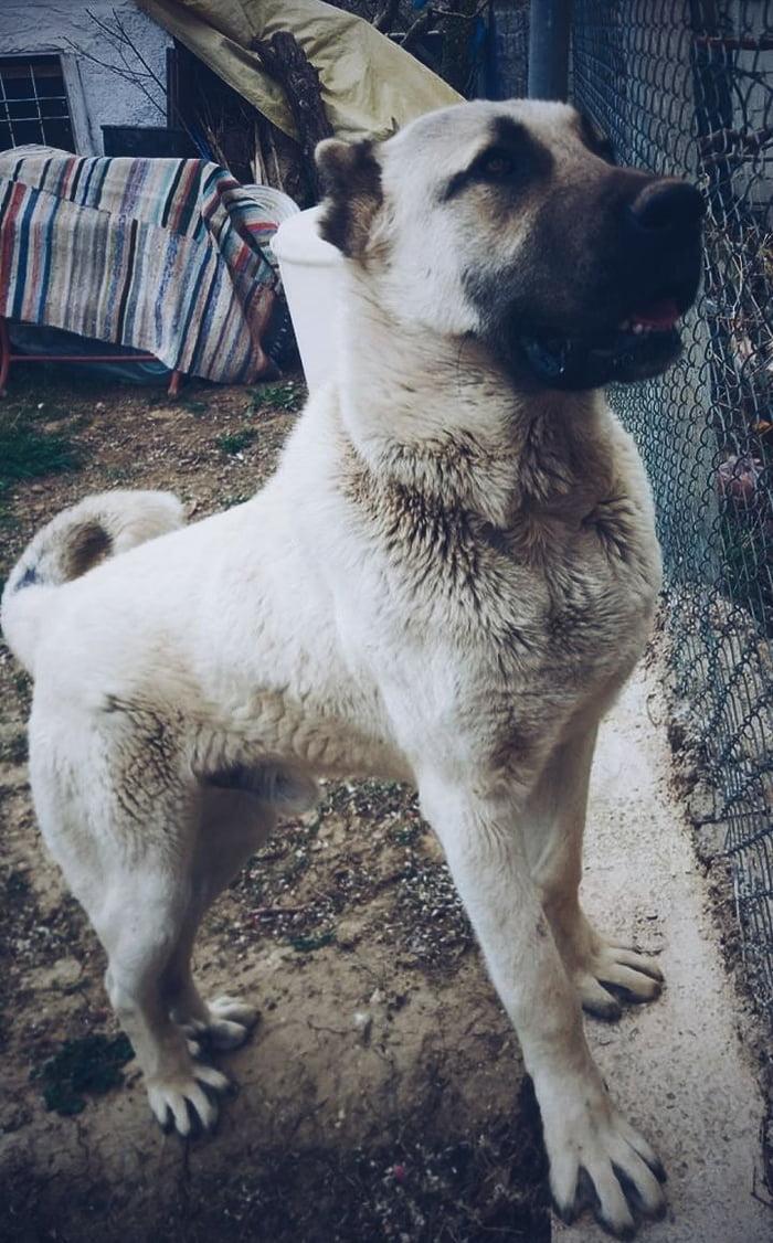 Kangal Wallpapers Top Free Kangal Backgrounds WallpaperAccess