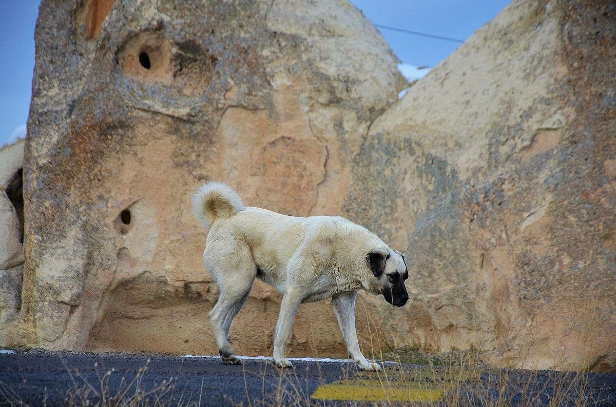 Kangal Wallpapers Top Free Kangal Backgrounds WallpaperAccess