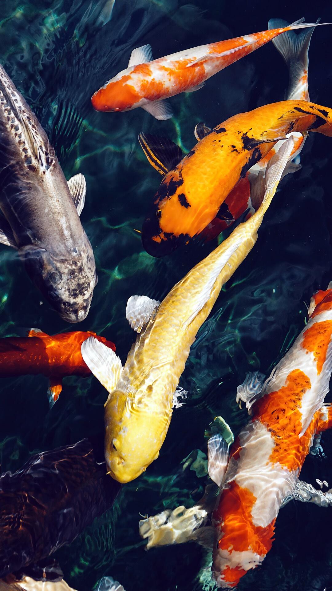 Beautiful Koi Fish Wallpapers Top Free Beautiful Koi Fish Backgrounds