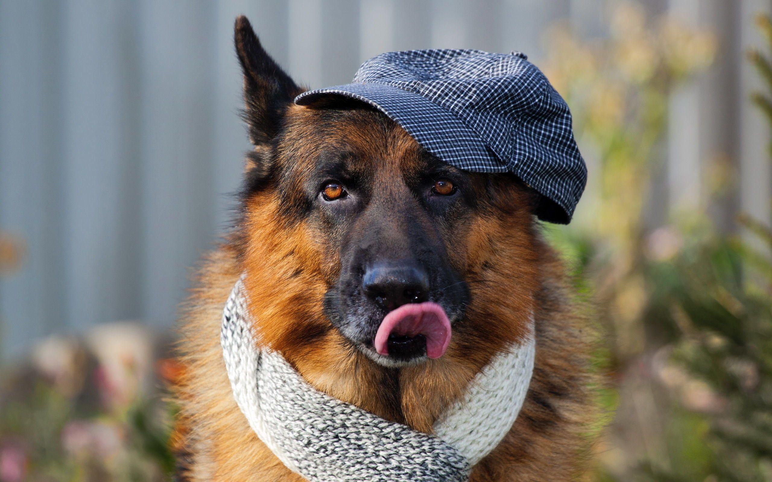 Dog Aesthetic Desktop Wallpapers Top Free Dog Aesthetic Desktop