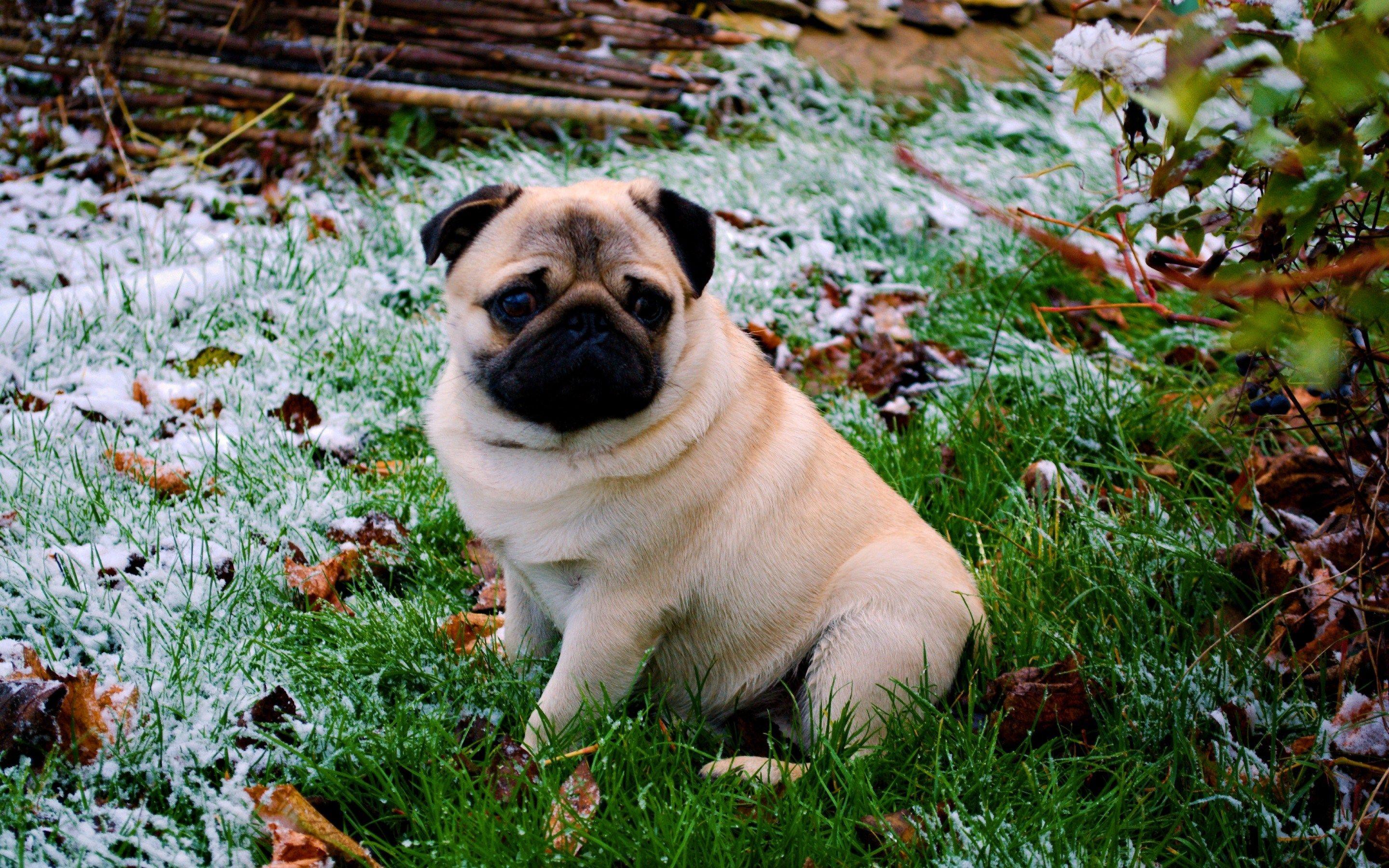 Dog Aesthetic Desktop Wallpapers Top Free Dog Aesthetic Desktop