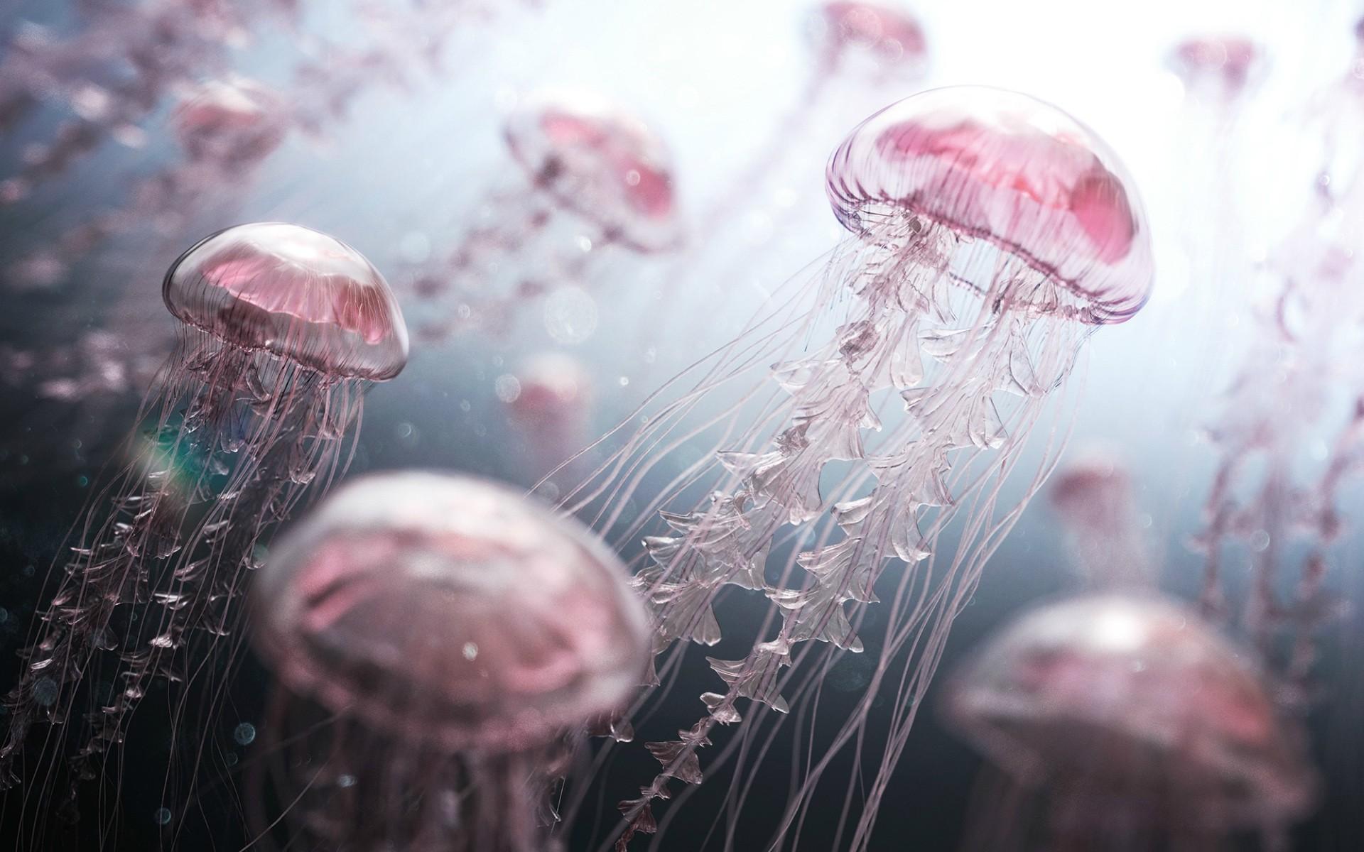 Jellyfish Art Wallpapers Top Free Jellyfish Art Backgrounds