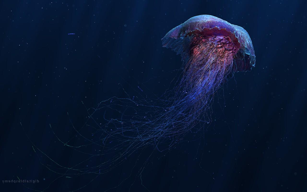 Jellyfish Art Wallpapers Top Free Jellyfish Art Backgrounds