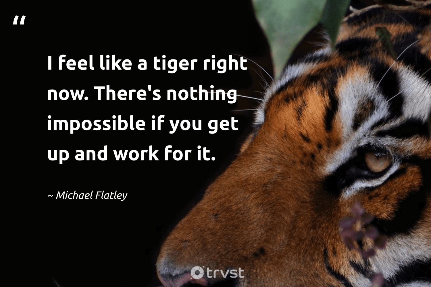 Tiger Motivational Wallpapers Top Free Tiger Motivational Backgrounds