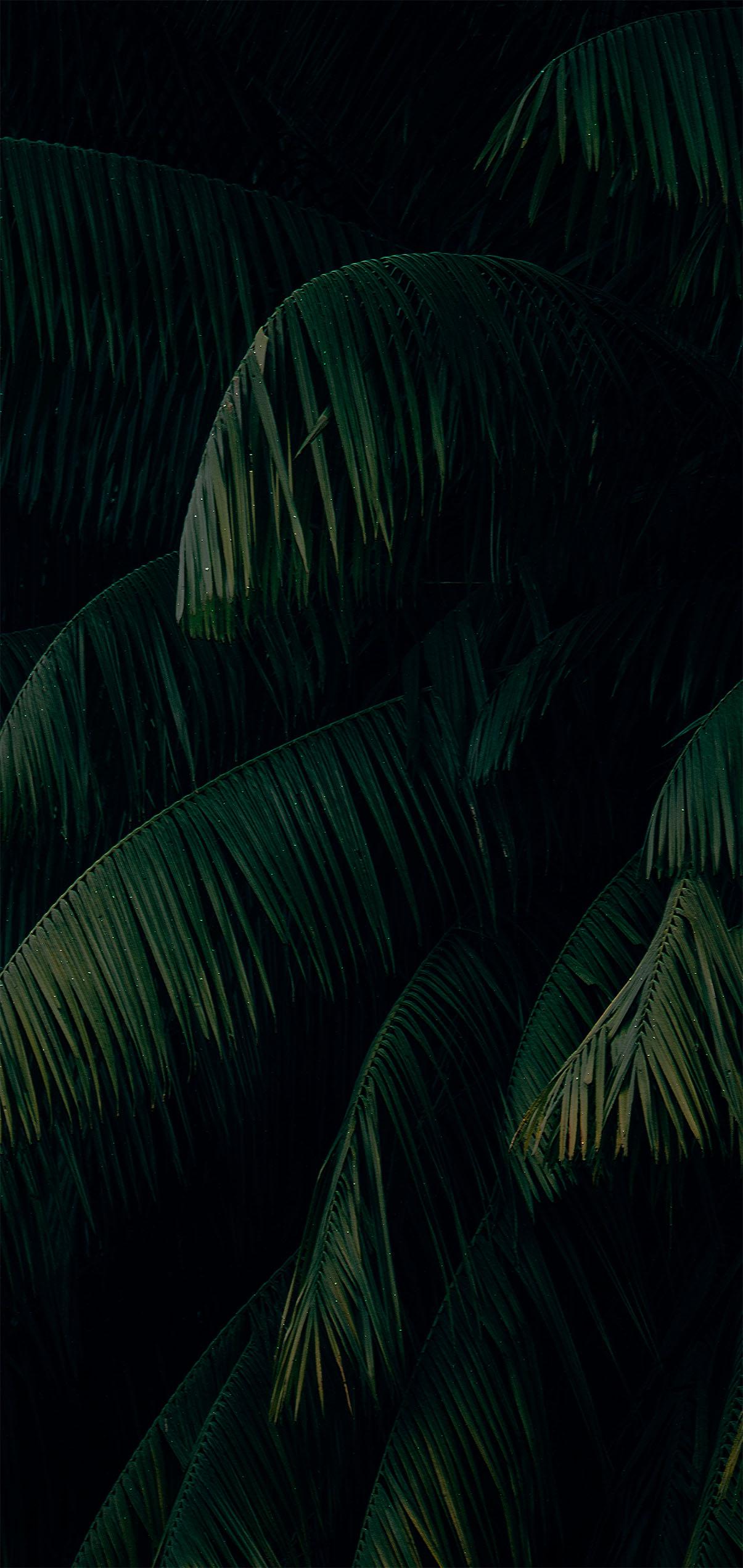 Palm Tree Leaves iPhone Wallpapers Top Free Palm Tree Leaves iPhone
